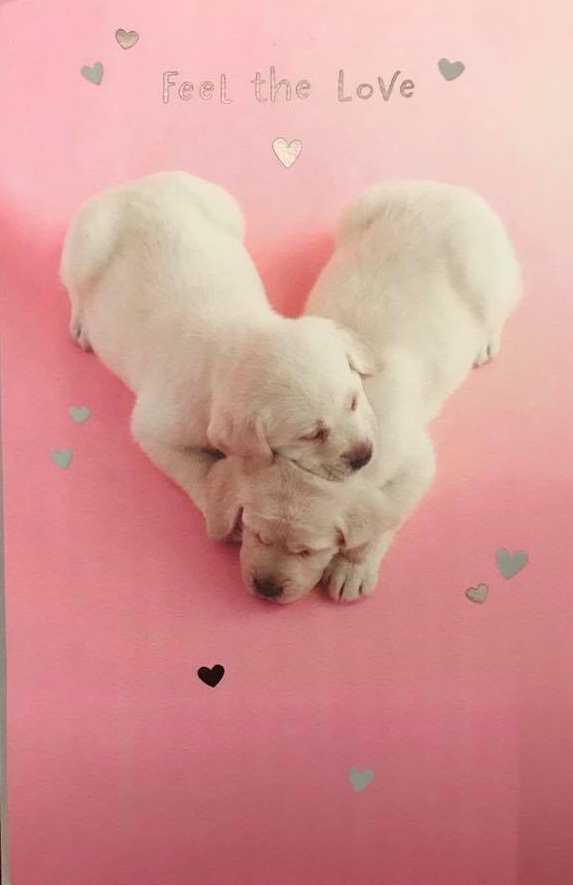 picturegallery15468.tmp/Valentinesdayraineypups.jpeg